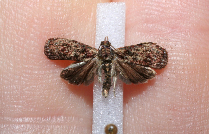 Fig. 13. Vista dorsal de adulto de <i>Cosmorrhyncha tonsana</i> (Tortricidae), con sus alas extendidas. Voucher: 11-SRNP-21484-DHJ551752.jpeg.