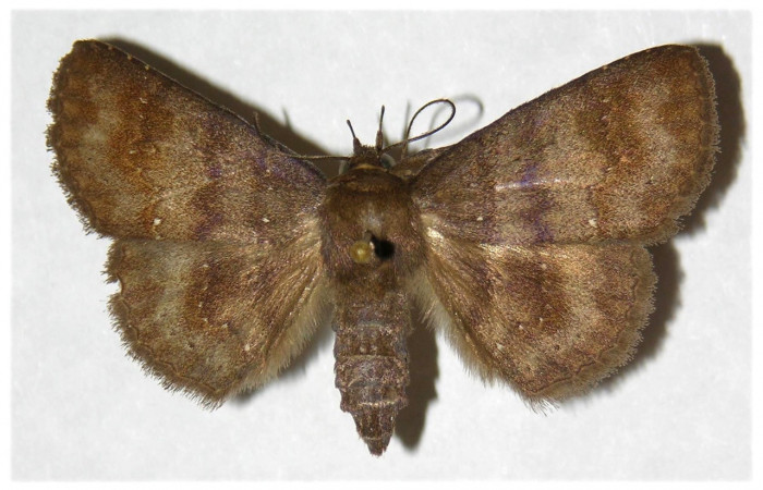 Figura 15. Adulto de <i>Chamyna</i> Poole02 (Erebidae), macho vista dorsal, localidad Sendero Segundo, Sector Cacao ACG (1180m). Voucher: 03-SRNP-4401-DHJ316004.jpg.