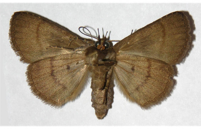 Figura 16. Adulto de <i>Chamyna</i> Poole02 (Erebidae), macho vista ventral, localidad Bosque Humedo, Sector Santa Rosa ACG (290m). Voucher: 03-SRNP-4401-DHJ316005.jpg.