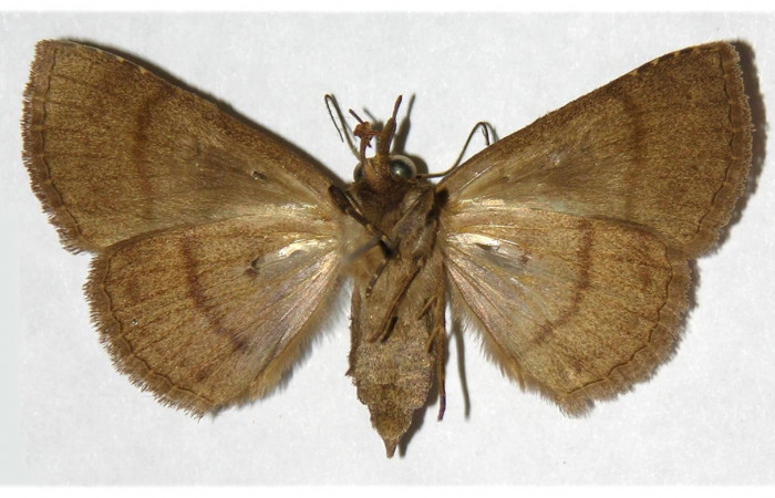 Figura 17. Adulto de <i>Chamyna </i>Poole02 (Erebidae), hembra vista dorsal, localidad Sendero Segundo, Sector Cacao ACG (1180m). Voucher: 03-SRNP-4403-DHJ316006.jpg.