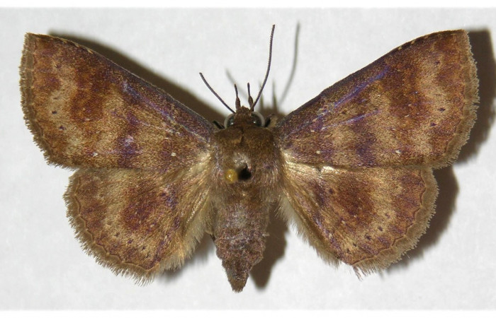 Figura 18. Adulto de <i>Chamyna</i> Poole02 (Erebidae), hembra vista dorsal, localidad Sendero Segundo, Sector Cacao ACG (1180m). Voucher: 03-SRNP-4402-DHJ316009.jpg.