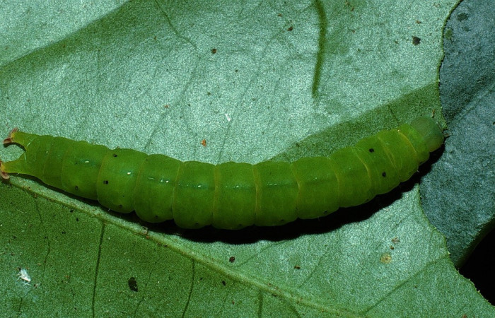 Figura 14. Larva <i>Chamyna</i> Poole02 (Erebidae), en último estadío (U), vista dorsal, localidad Sendero Derrumbe, Sector Cacao ACG (1220m). Voucher: 03-SRNP-4430-DHJ73383.jpg