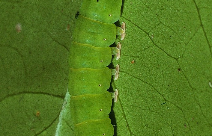 Figura 13. Larva <i>Chamyna</i> Poole02 (Erebidae), en último estadío (U), vista lateral, localidad Sendero Derrumbe, Sector Cacao ACG (1220m). Voucher: 03-SRNP-4430-DHJ73384.jpg