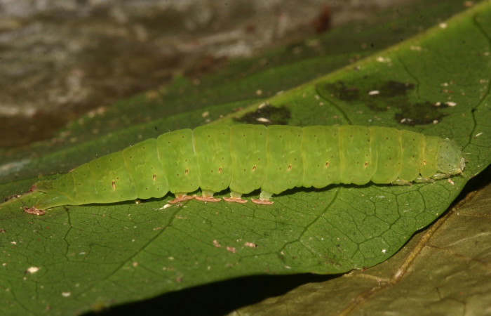 Figura 5. Larva <i>Chamyna modesta</i> (Erebidae), en último estadío (U), vista lateral, localidad Pasmompa, Sector Pitilla ACG (440m). Voucher: 21-SRNP-30410-DHJ779371.jpg