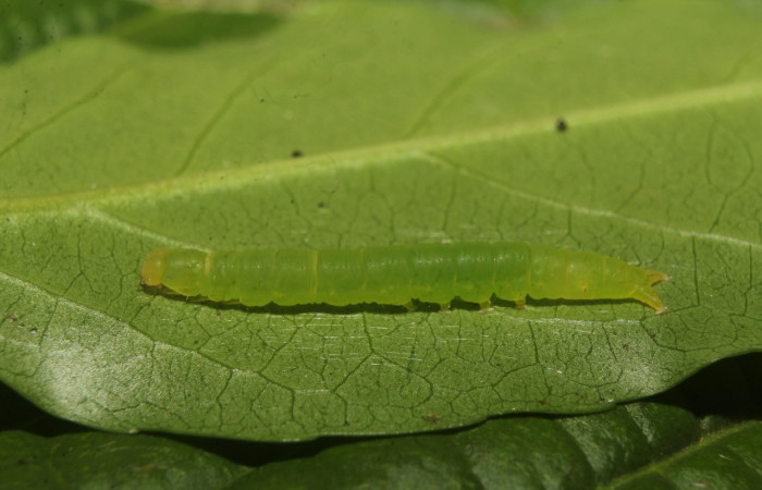 Figura 2. Larva <i>Chamyna modesta</i> (Erebidae), en penúltimo estadío (PU), vista lateral, localidad Calma Sector Pitilla ACG (412m). Voucher: 21-SRNP-70640-DHJ780572.jpg.