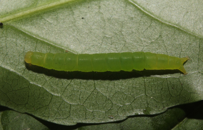 Figura 3. Larva <i>Chamyna modesta</i> (Erebidae), en penúltimo estadío (PU), vista dorsal, localidad Calma Sector Pitilla ACG (412m). Voucher: 21-SRNP-70640-DHJ780573.jpg.