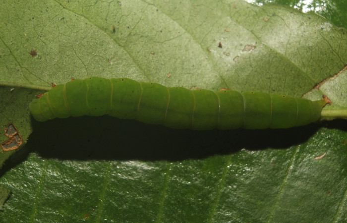 Figura 4. Larva <i>Chamyna modesta</i> (Erebidae), en último estadío (U), vista dorsal, localidad Calma Sector Pitilla ACG (412m). Voucher: 21-SRNP-70641-DHJ780585.jpg