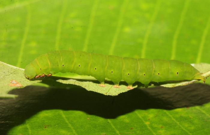 Figura 6. Larva <i>Chamyna modesta</i> (Erebidae), en último estadío (U), vista lateral, localidad Calma Sector Pitilla ACG (412m). Voucher: 21-SRNP-70641-DHJ780587.jpg
