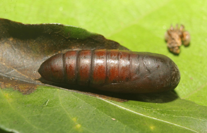 Figura 7. Pupa de <i>Chamyna modesta</i> (Erebidae), vista lateral, localidad Calma Sector Pitilla ACG (412m)). Voucher: 21-SRNP-70641-DHJ780589.jpg.