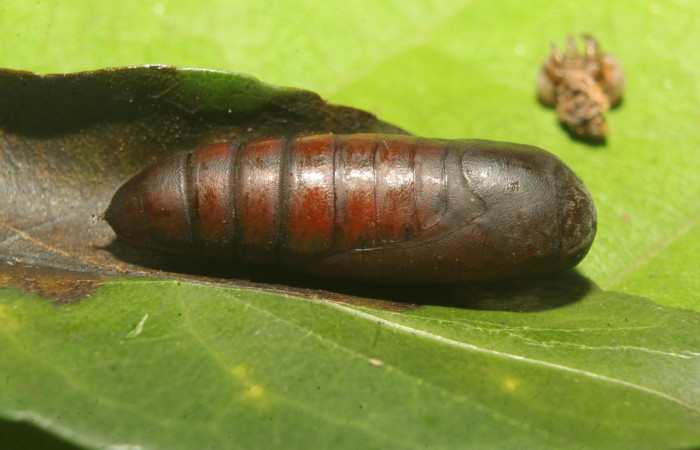 Figura 8. Pupa de <i>Chamyna modesta</i> (Erebidae), vista lateral, localidad Calma Sector Pitilla ACG (412m). Voucher: 21-SRNP-70641-DHJ780593.jpg.