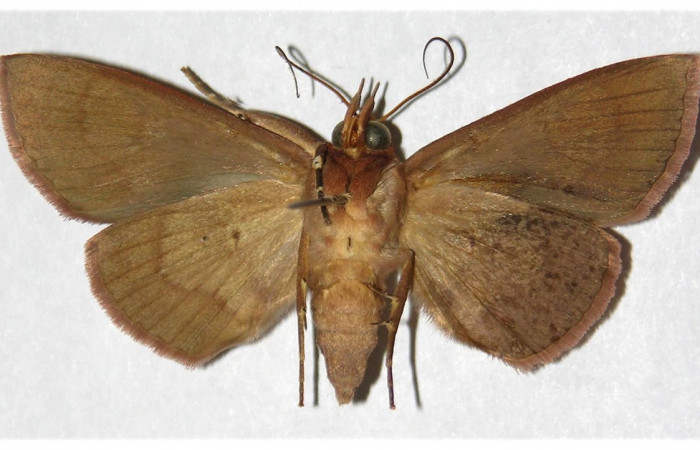 Figura 12. Adulto de <i>Chamyna modesta</i> (Erebidae), hembra vista ventral, localidad Bosque Humedo, Sector Santa Rosa ACG (290m). Voucher: 81-SRNP-216-DHJ320267.jpg.