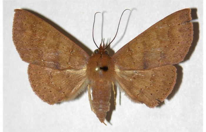 Figura 11. Adulto de <i>Chamyna modesta</i> (Erebidae), hembra vista dorsal, localidad Bosque Humedo, Sector Santa Rosa ACG (290m). Voucher: 84-SRNP-172.1-DHJ320262.jpg.