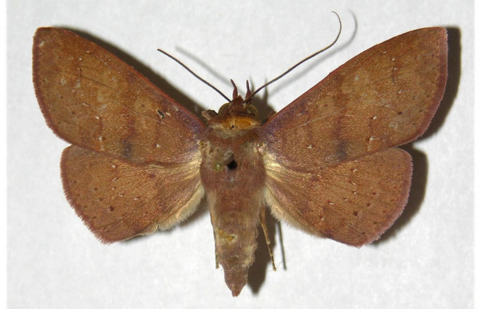 Figura 9. Adulto de <i>Chamyna modesta</i> (Erebidae), macho vista dorsal, localidad Bosque Humedo, Sector Santa Rosa ACG (290m). Voucher: 96-SRNP-11494-DHJ320270.jpg.