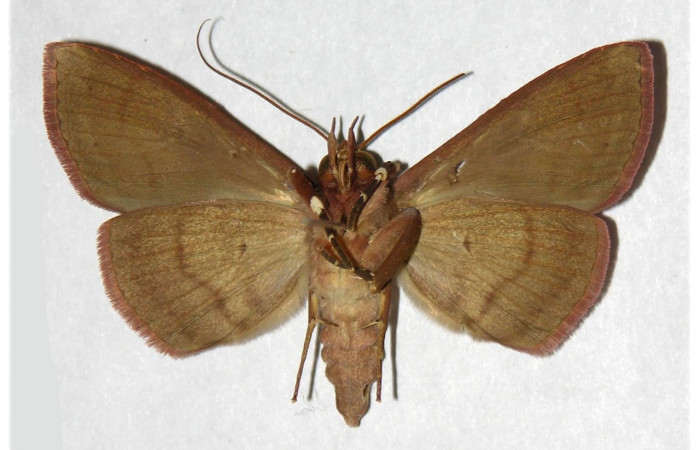 Figura 10. Adulto de <i>Chamyna modesta</i> (Erebidae), macho vista ventral, localidad Bosque Humedo, Sector Santa Rosa ACG (290m). Voucher: 96-SRNP-11494-DHJ320271.jpg.
