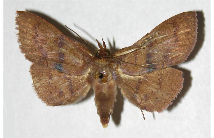 Figura 1. Adulto <i>Chamyna modesta</i> (Erebidae), vista ventral localidad Area Administrativa, Sector Santa Rosa  ACG (290m). Voucher: 96-SRNP-7652-DHJ320268.jpg.