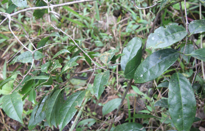Figura 19. Planta hospedera de <i>Chamyna modesta</i> (Erebidae), esta planta se llama <i>Semialarium mexicanum</i> (Celastraceae), localidad Calma Sector Pitilla ACG (412m) foto: Ricardo Calero 10 Febrero 2023.