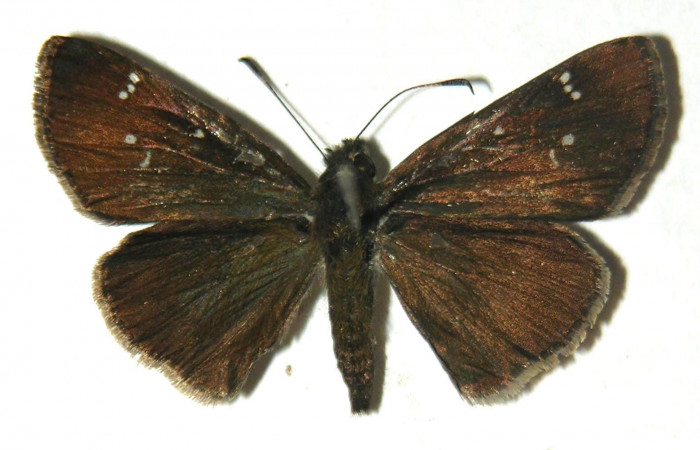 Fig.1. Adulto de <i>Cymaenes odilia trebius</i>. Hembra 28mm  de longitud vista dorsal. Voucher : 04-SRNP-15476-DHJ304820.jpg.