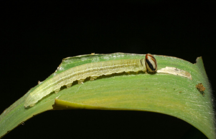 Fig.12. Larva de <i>Cymaenes odilia trebius</i>. 14mm de longitud. Voucher : 06-SRNP-45168-DHJ414837.jpg.