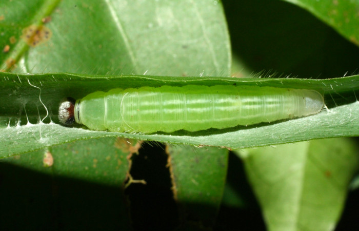 Fig.14. Prepupa de <i>Cymaenes odilia trebius</i>. 24mm de longitud vista ventral. Voucher : 15-SRNP-35118-DHJ709181.jpg.