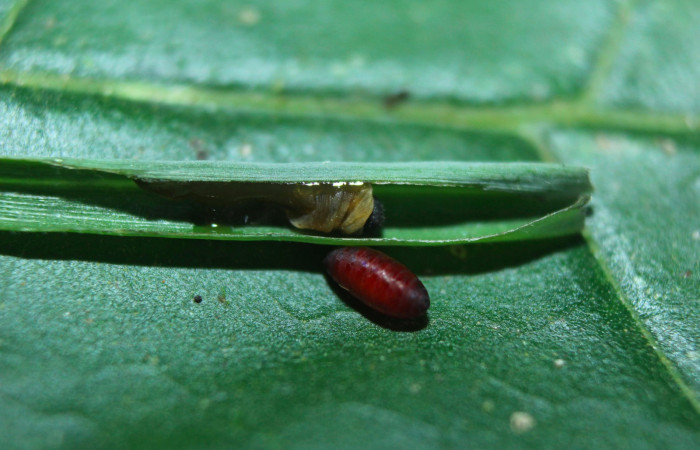Fig.15. Parásito de <i>Cymaenes odilia trebius</i>. 15mm de PPPU longitud vista lateral. Voucher : 16-SRNP-70193-DHJ732492.jpg.