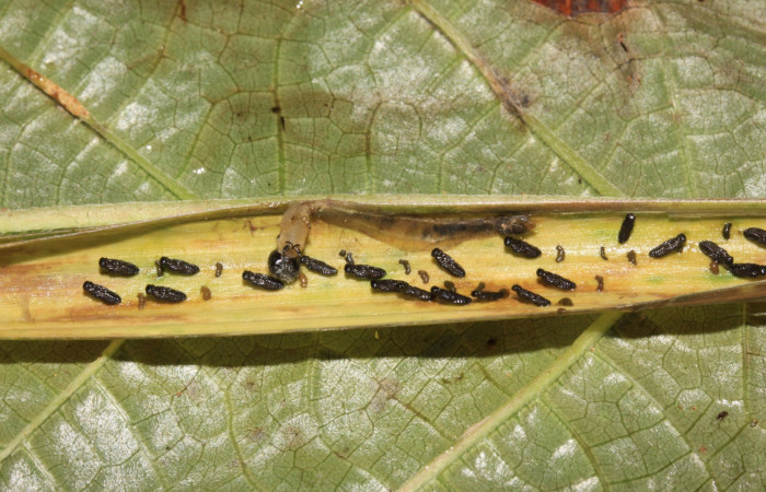 Fig.17. Capullos de Parásito de <i>Cymaenes odilia trebius</i>. Voucher : 15-SRNP-30144-DHJ721565.jpg