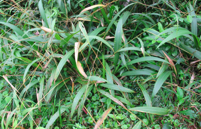 Fig.18. Plantas hospedera de <i>Cymaenes odilia trebius</i> <i>Setaria paniculifera</i>  (Poaceae).