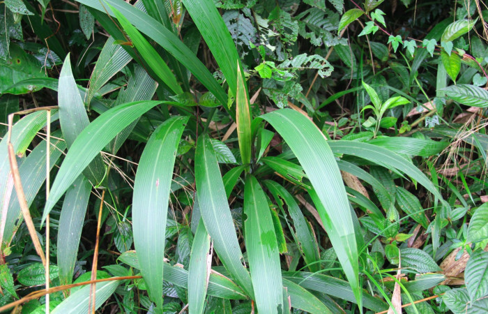 Fig.19. Planta hospedera de <i>Cymaenes odilia trebius</i>, <i>Setaria paniculifera</i> (Poaceae).
