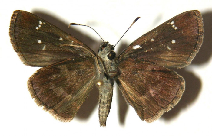 Fig.2. Adulto de <i>Cymaenes odilia trebius</i>. Hembra 28mm  de longitud vista ventral. Voucher : 04-SRNP-15476-DHJ304821.jpg.