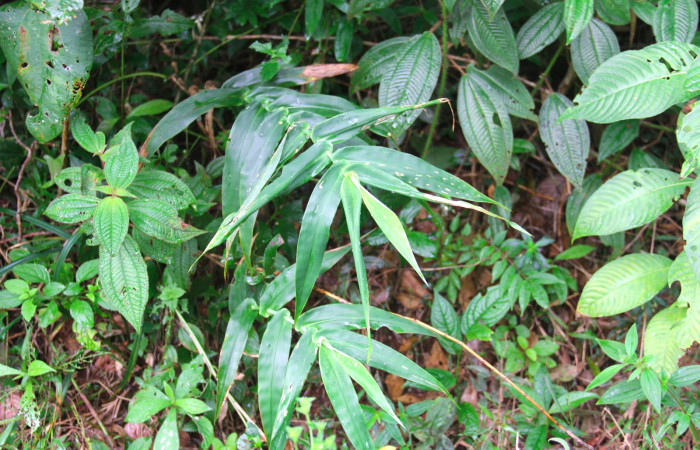 Fig.20. Plantas hospedera de <i>Cymaenes odilia trebius</i>, <i>Lasiacis procerrima</i> (Poaceae).