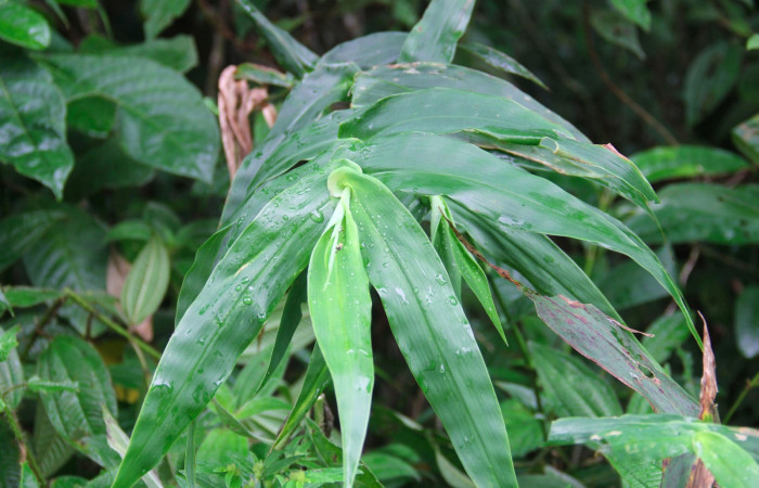 Fig.21. Plantas hospedera de <i>Cymaenes odilia trebius</i>, <i>Lasiacis procerrima</i> (Poaceae).