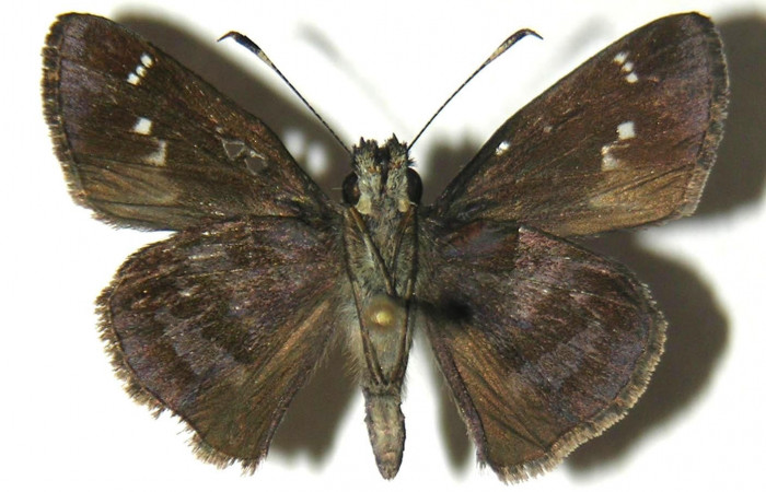 Fig.4. Adulto de <i>Cymaenes odilia trebiu</i>s. Macho 25mm  de longitud vista ventral. Voucher : 05-SRNP-20528-DHJ304833.jpg