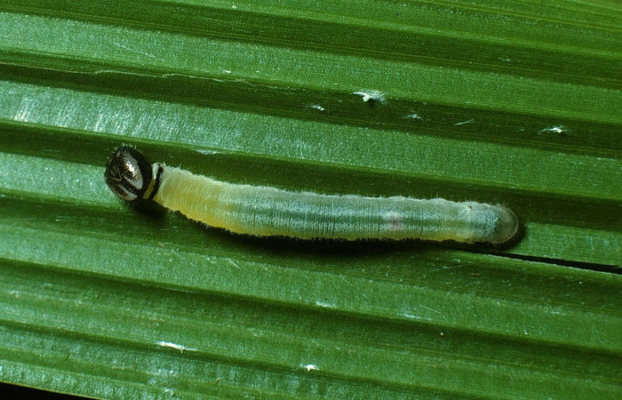 Fig.5. Larva de <i>Cymaenes odilia trebius</i>. 15mm de  longitud vista dorsal. Voucher : 03-SRNP-21271-DHJ78596.jpg.
