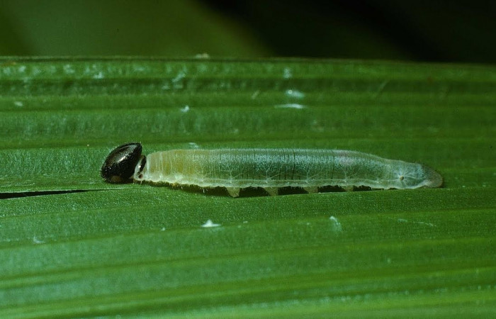 Fig.6. Larva de <i>Cymaenes odilia trebius</i>. 15mm de longitud. Voucher : 03-SRNP-21271-DHJ78599.jpg.
