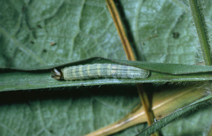 Fig.7. Larva de <i>Cymaenes odilia trebius</i>. 19mm  de longitud, mostrando vista dorsal. Voucher : 04-SRNP-31599-DHJ82526.jpg.
