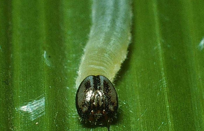 Fig.9. Larva de <i>Cymaenes odilia trebius</i>. 15mm de longitud. Mostrando cabeza de frente. Voucher : 03-SRNP-21271-DHJ78597.jpg.