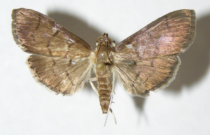 Fig 9. Adulto <i>Palpusia</i> plumipesDHJ01, Vista dorsal, 27 mm en alas abiertas. Voucher 02-SRNP-7266-DHJ345760.