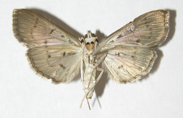 Fig 10. Adulto <i>Palpusia</i> plumipesDHJ01, Vista ventral, 28 mm en alas abiertas. Voucher 02-SRNP-7266-DHJ345761.