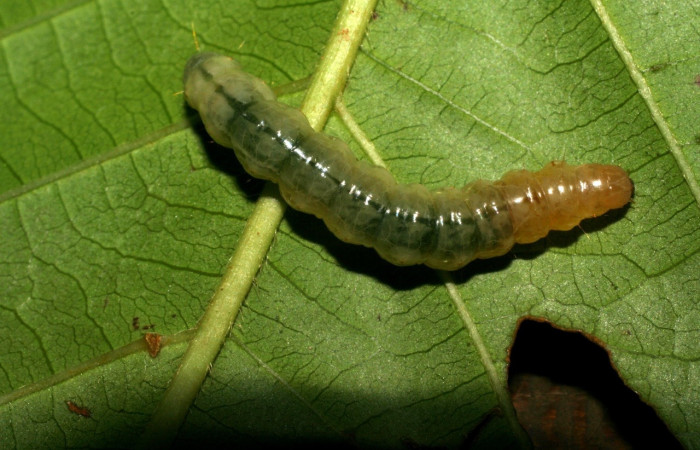 Fig. 3. Larva <i>Palpusia</i> plumipesDHJ01, en último estadio, con una medida de 28 mm de largo. San Cristóbal. Voucher 06-SRNP-22635-DHJ424812.jpg