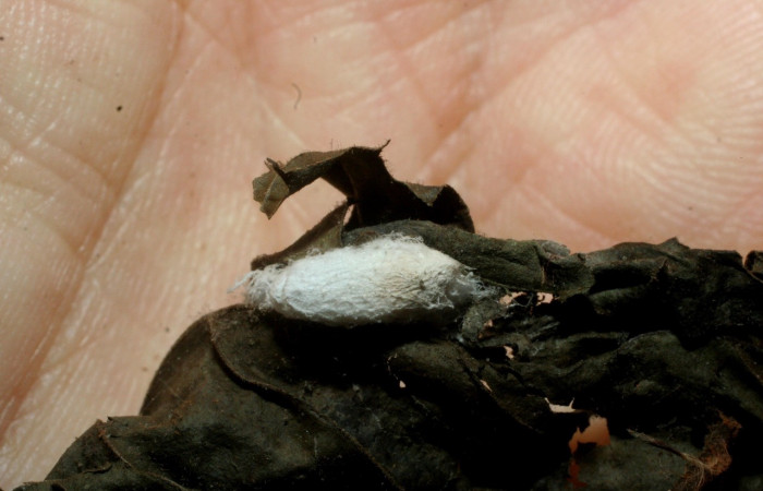 Fig 11. Capullo de la familia Braconidae, parásito <i>Xanthomicrogaster</i> Whitfield04 en larva <i>Palpusia</i> plumipesDHJ01, pegado en la hoja, Sector Santa Rosa. Voucher 07-SRNP-2404-DHJ452683.jpg.