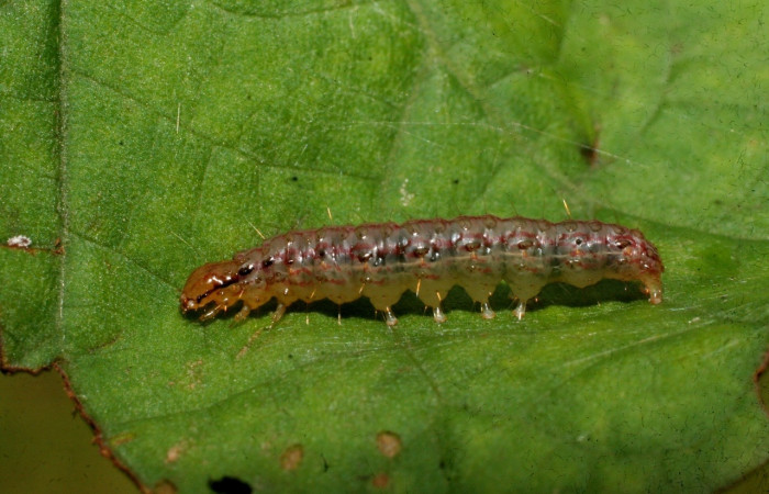 Fig 13. <i>Palpusia</i> Janzen02, en penúltimo estadio,16 mm de largo. Estación BiológicaCaribe.   Voucher 09-SRNP-44557-DHJ459775.jpg