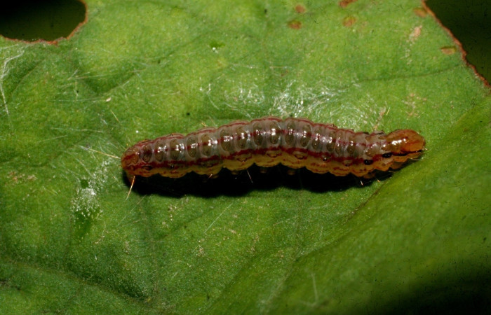 Fig 15 . Larva <i>Palpusia</i> Janzen02, en penúltimo estadio,16 mm de largo. Estación Biológica Caribe. Voucher  09-SRNP-44557-DHJ459776.jpg