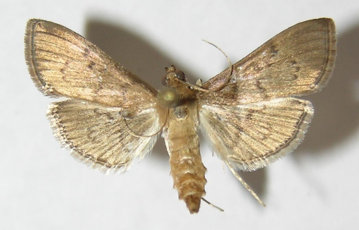 Fig 14. Adulto <i>Palpusia</i> Janzen02  vista dorsal, en alas abiertas mide 20 mm  Voucher 09-SRNP-44557-DHJ511776