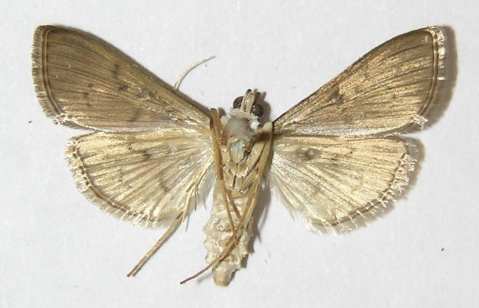 Fig 16. Adulto <i>Palpusia </i>Janzen02,  vista ventral en alas abiertas mide 20 mm. Voucher 09-SRNP-44557-DHJ511777