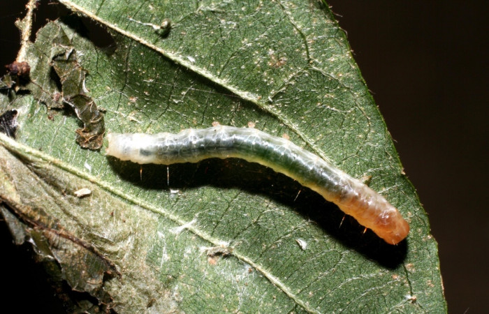 Fig 6.  Larva <i>Palpusia </i> plumipesDHJ01 en penúltimo estadio, con una medida de 18 mm de largo. Voucher 09-SRNP-55386-DHJ451862.jpg