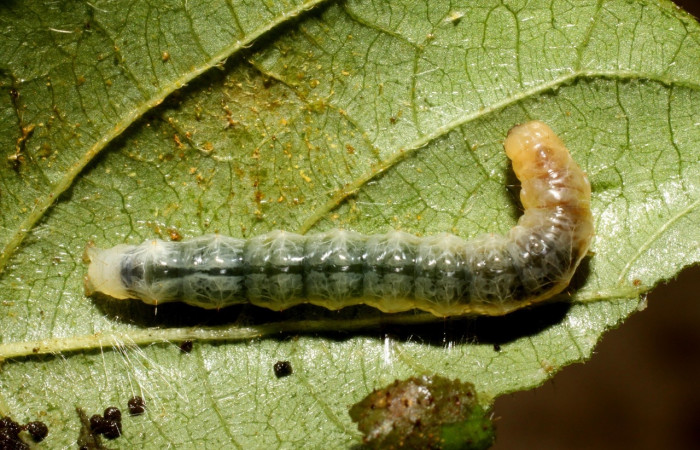 Fig 1. Larva <i>Palpusia</i> plumipesDHJ01, en último estadio, con una medida de 26 mm de largo. Estacion Biológica La Perla.  Voucher 10-SRNP-56317-DHJ478931.jpg