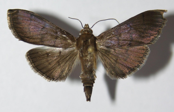 Fig 7. Adulto <i>Palpusia</i> plumipesDHJ01, Vista dorsal, 28 mm en alas abiertas. Voucher 11-SRNP-2406-DHJ578716.