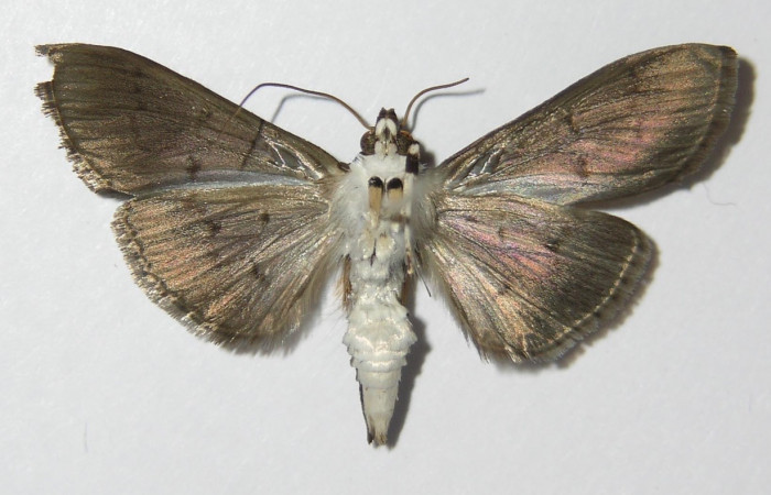 Fig 8. Adulto <i>Palpusia</i> plumipesDHJ01, vista ventral, 28 mm en alas abiertas.  Voucher 11-SRNP-2406-DHJ578717