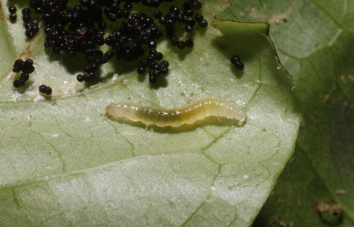 Fig 5. Larva <i>Palpusia</i> plumipesDHJ01, en ultimo estadio, con una medida de 12 mm de largo. San Cristóbal. Voucher 19-SRNP-743-DHJ758800.jpg