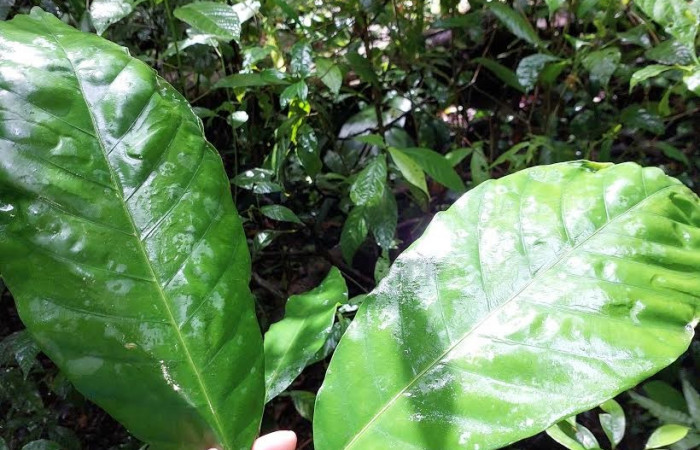 Figura 19. <i>Pentagonia donnellsmithii</i> (Rubiaceae) planta de hojas opuestas, hospedera de <i>Cecrita meretricia</i> (Notodontidae). Foto: Cano enero 2023.