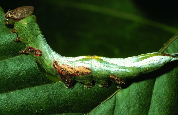 Figura 11. Larva de <i>Cecrita proba</i> (Notodontidae). Voucher: 01-SRNP-2401-DHJ60867.jpg.